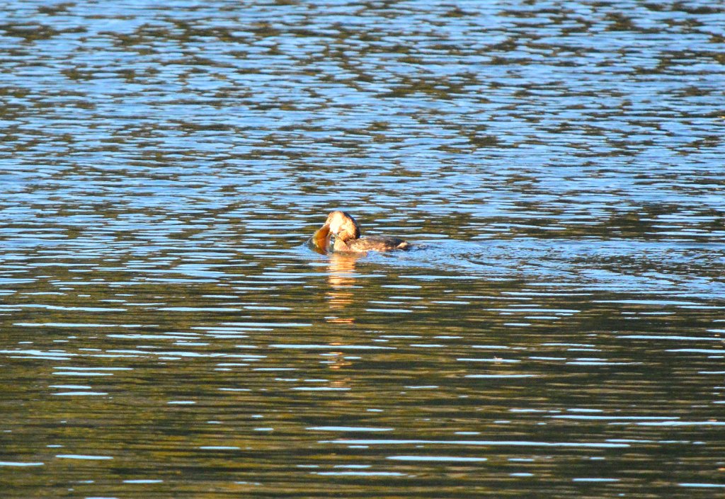 Grebe with Fish in mouth (7).JPG - Pied-billed Grebe with fish. Photo by Tim Farek